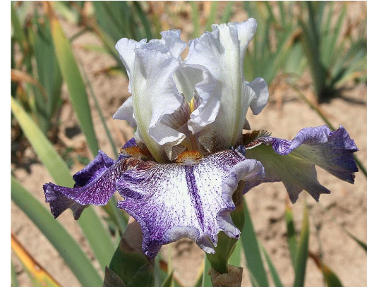 Iris Amoena-Plicata